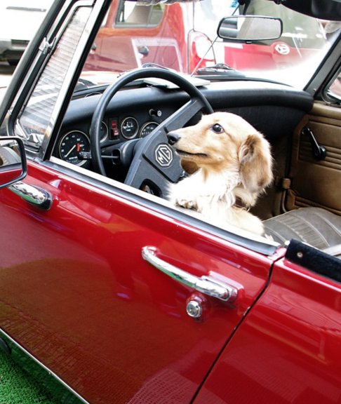 ワンちゃんも大事な役割